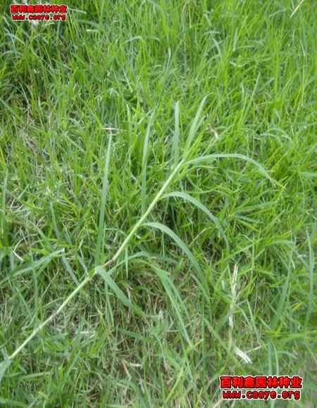 潢川县河道护坡草种狗牙根批发