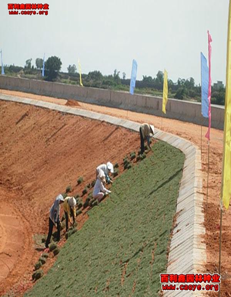 道路护坡种什么草籽