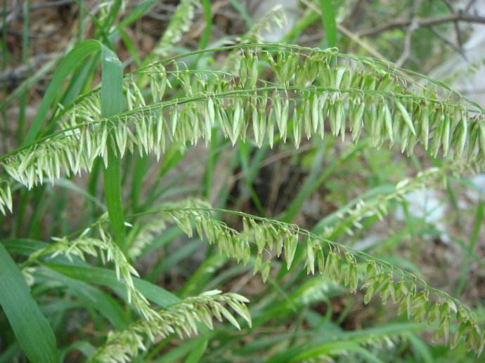 陕西省可以种植燕麦草吗？