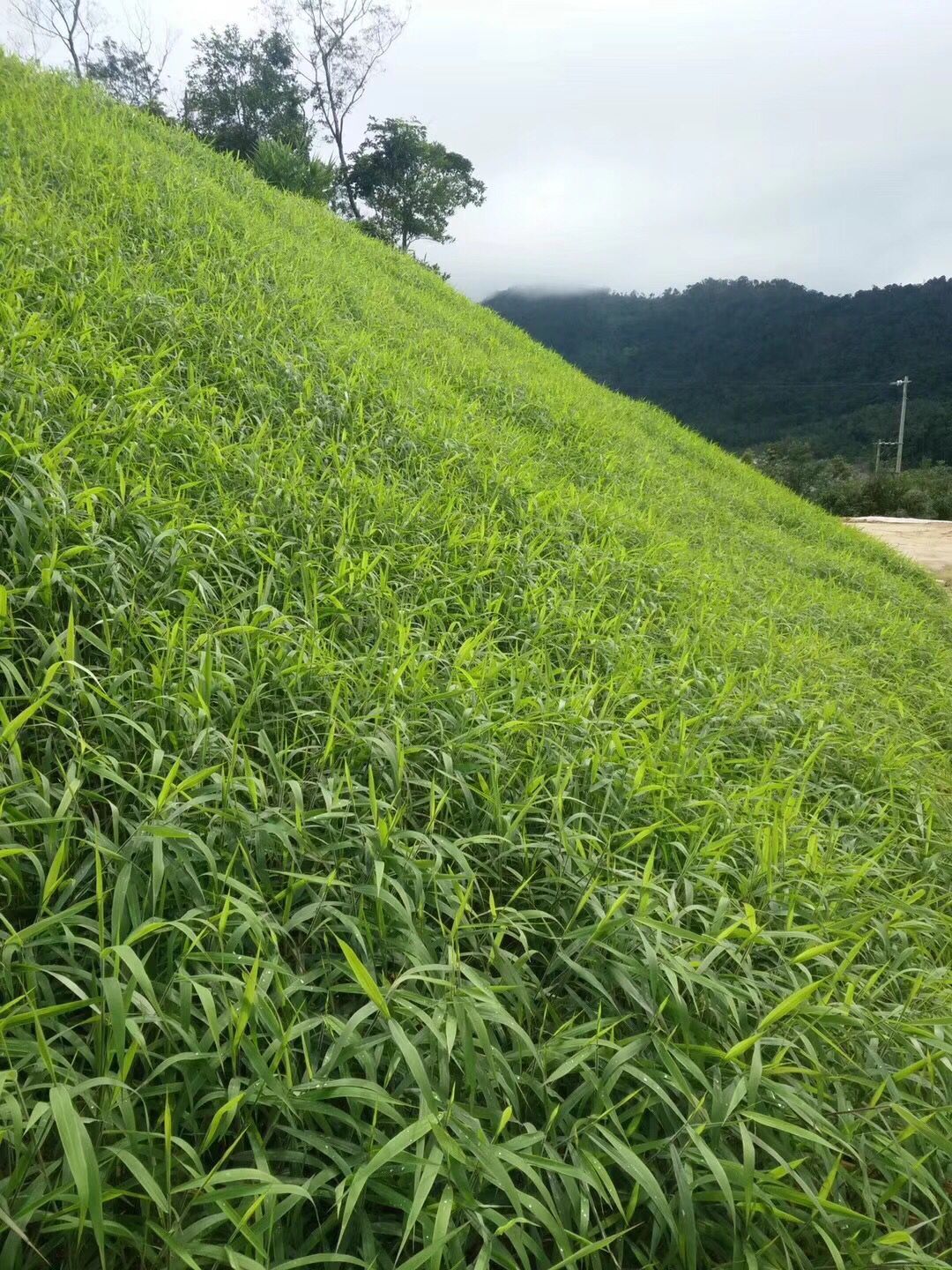 怎么种植草种可以快速成坪？