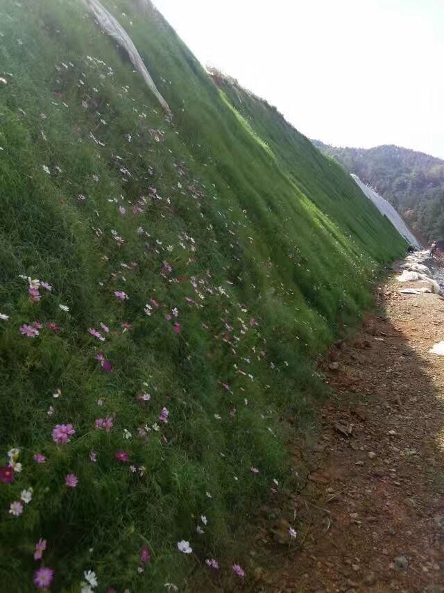 怎么种植草种可以快速成坪？