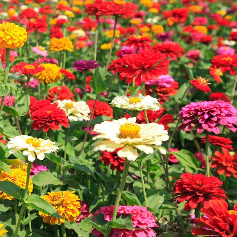 花海花卉种子哪家好?南方种四季花海种什么花好?