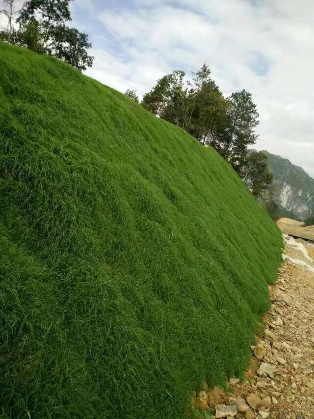 水渠种什么草防水土流失四季绿的草籽