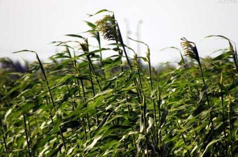 山沟种什么草喂羊 最好