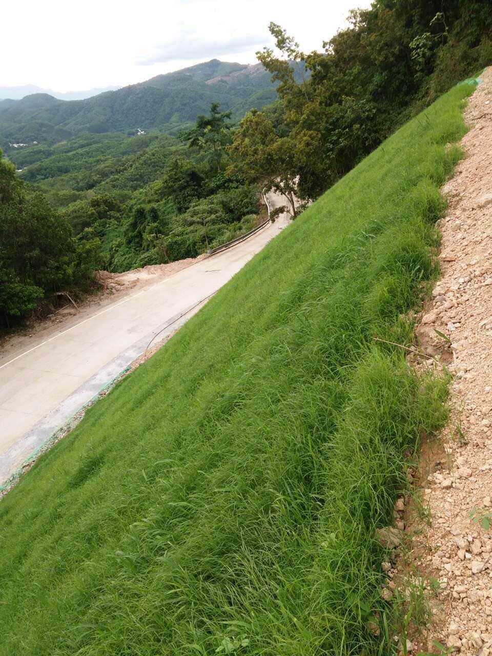 南方池塘护坡草种有哪些草籽