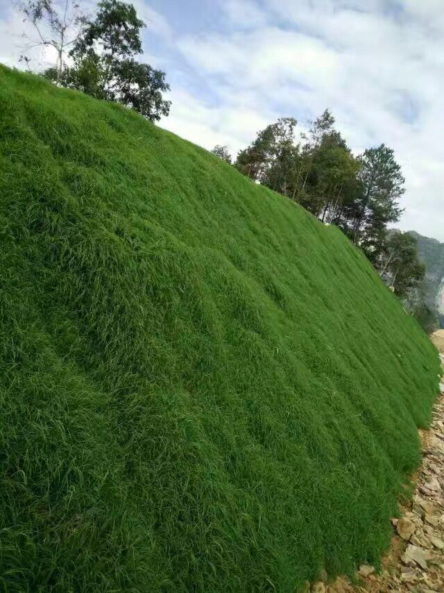 供应河道护坡专用草