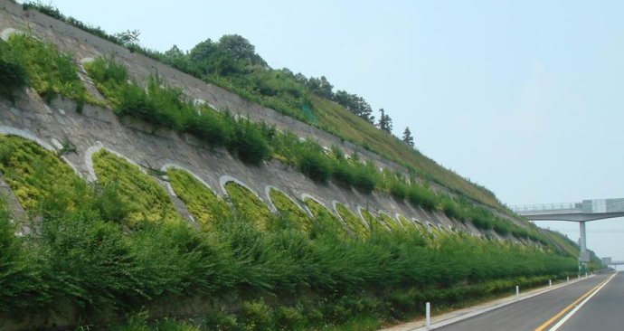 水利护坡绿化草籽