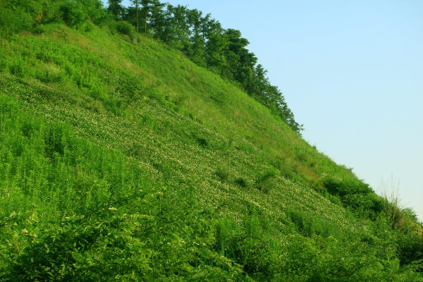 草籽生态袋荒山植草护坡