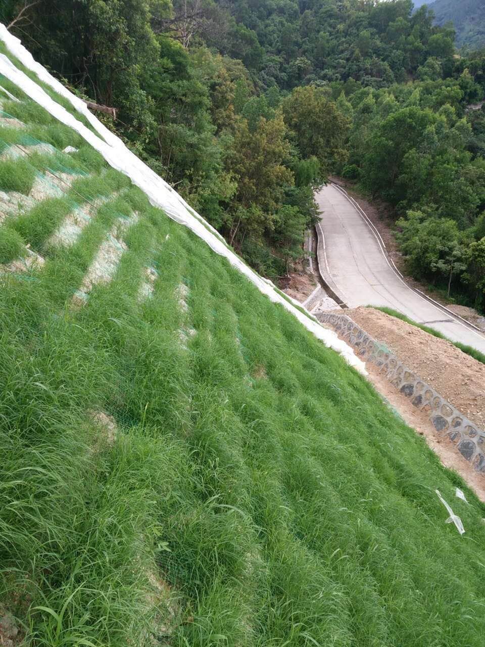 大庆固土防尘护坡草种哪里有