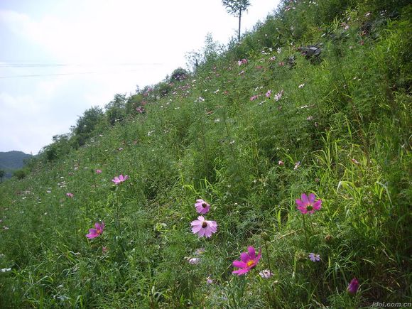 桦甸固土护坡草种哪里有价格怎么样；