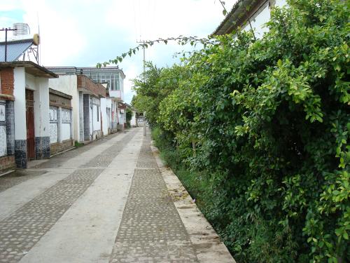 堤岸护坡草种选择 烟台堤岸护坡草种