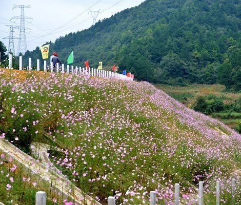 岳阳护坡草籽批发厂家