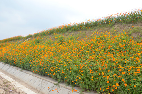 河堤护坡草种类