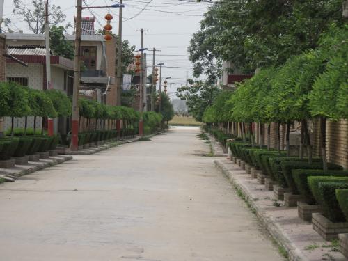 乡村道路绿化哪家好