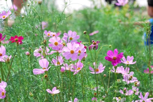 美丽乡村种植什么草花种子波斯菊花种子多少钱能买到