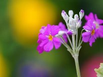 花草种子批发市场价格