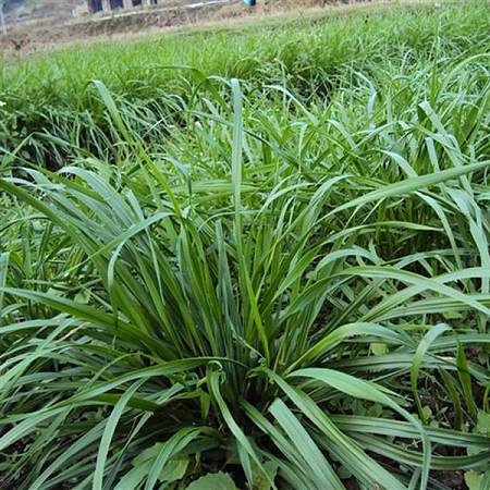 一年生黑麦草种子批发市场在哪里