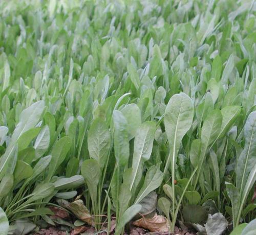 河南地区种植什么牧草喂鹅好