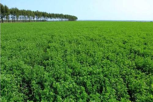 河南地区种植什么牧草喂鹅好