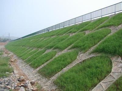 达州混播草草种价格