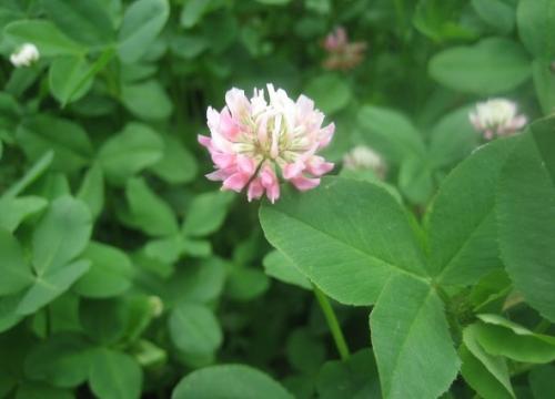 耐干旱护坡草花卉