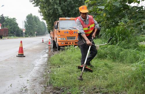 济宁地区种植什么路肩草好