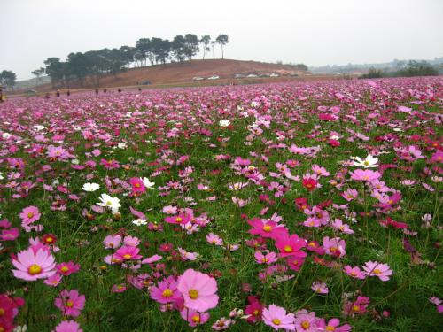 济宁道路两旁种植什么植物好