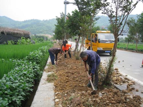 济宁道路两旁种植什么植物好