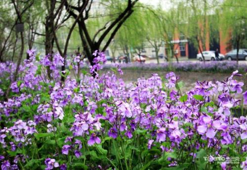 济宁道路两旁种植什么植物好