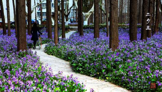 济宁道路两旁种植什么植物好