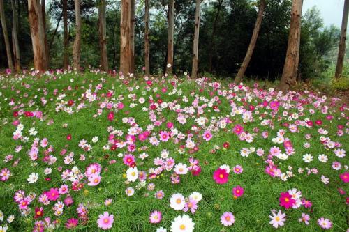 适合护坡种植的花卉