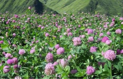 河道护坡花卉