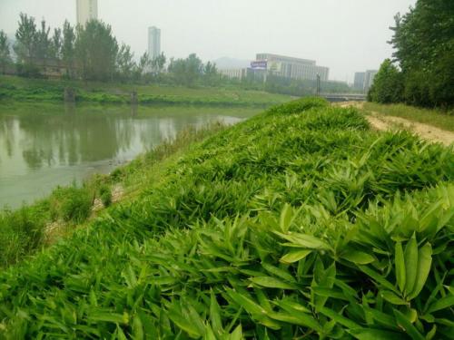 浙江水库堤坝护坡草种