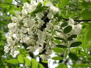 高速公路边坡绿化种什么护坡好