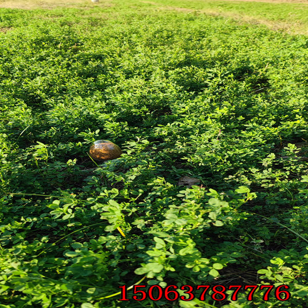 1亩地产多少苜蓿草草籽？