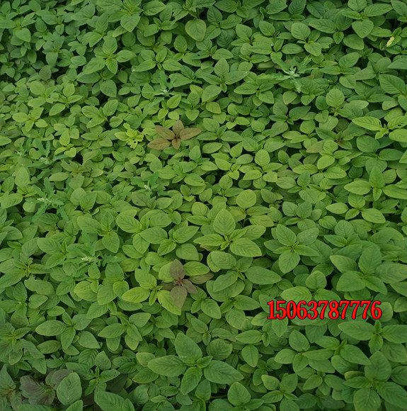 种植草坪有什么用处？