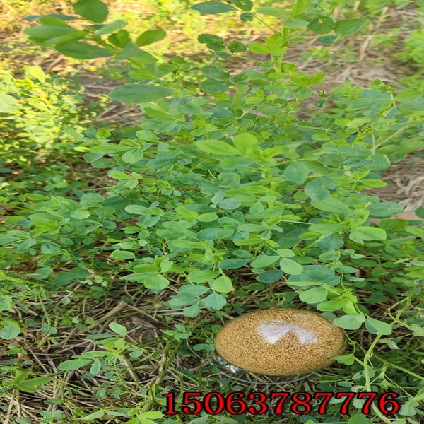 浙江紫花苜蓿草籽多少钱一斤