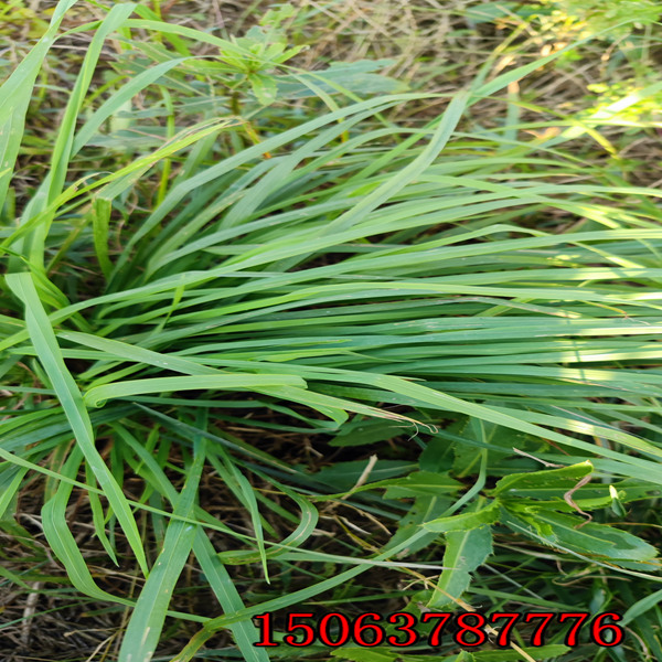 黑麦草草种每平方的用量