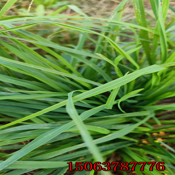 黑麦草草种每平方用量多少