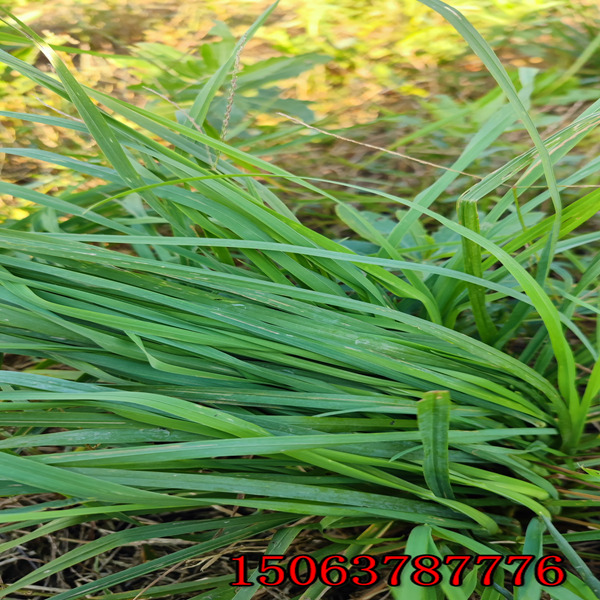 黑麦草草种的品质