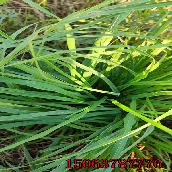 春季可能够撒黑麦草草种