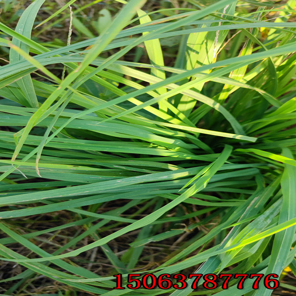 黑麦草草种播种量是多少