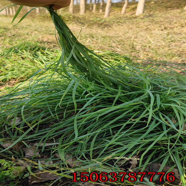 黑麦草草种每平方种多少呢