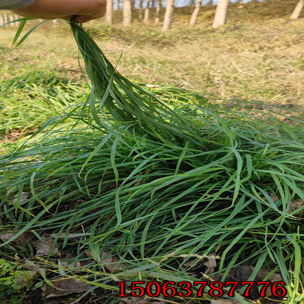 黑麦草草种采购公司哪好