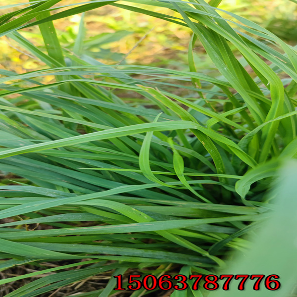 黑麦草草种播撒密度是多少呢