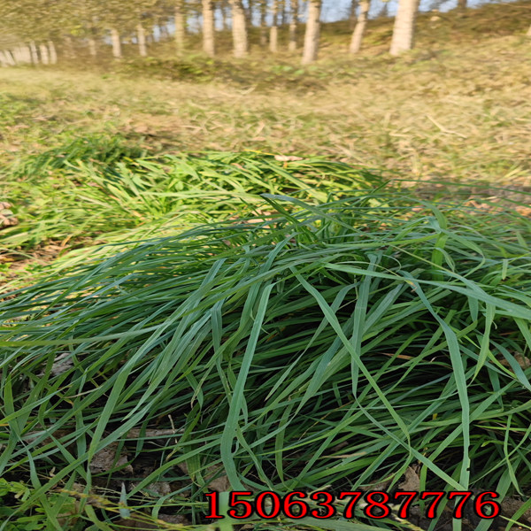 一亩地用多少斤黑麦草草籽