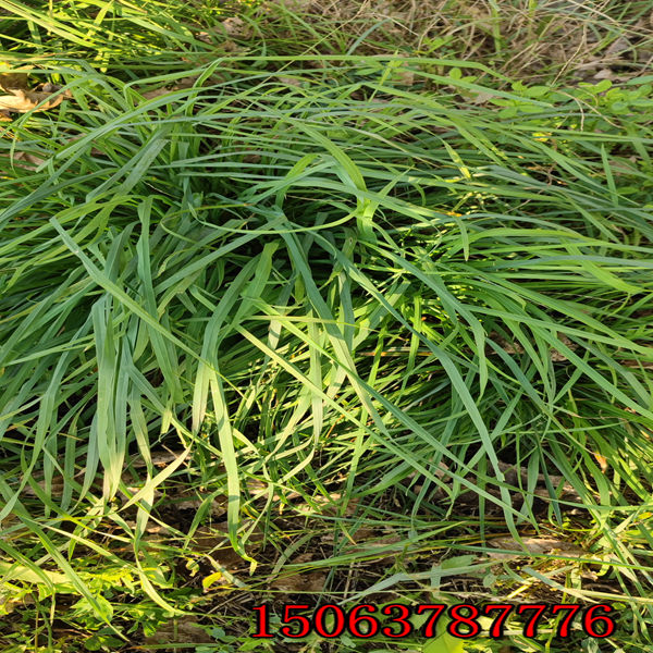 黑麦草草籽播撒施工