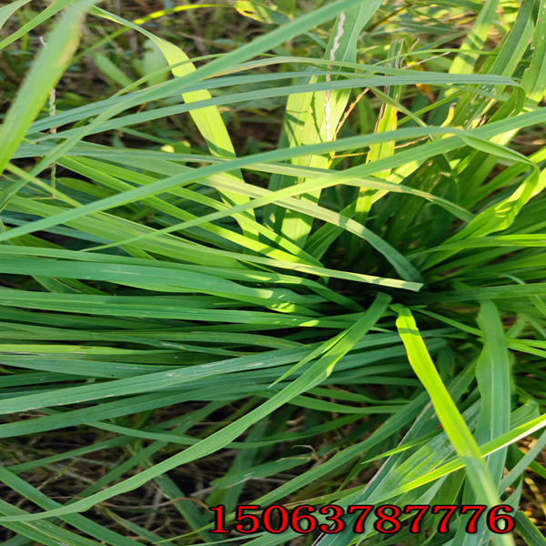 成都黑麦草草籽