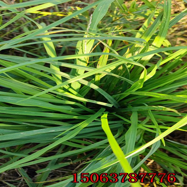 黑麦草草籽 白花三叶草