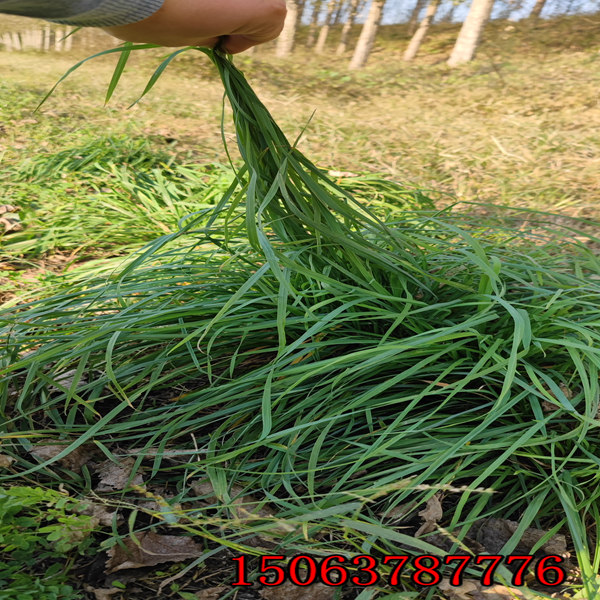 黑麦草草籽一平方多少斤